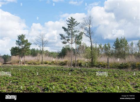 Forestry Commission Plantation High Resolution Stock Photography And