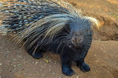 Cape Porcupine Or South African Porcupine Hystrix Africaeaustralis In A