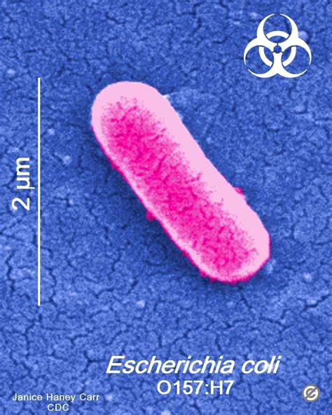 Fsa Released Revised Li O157 Control Of Cross Contamination