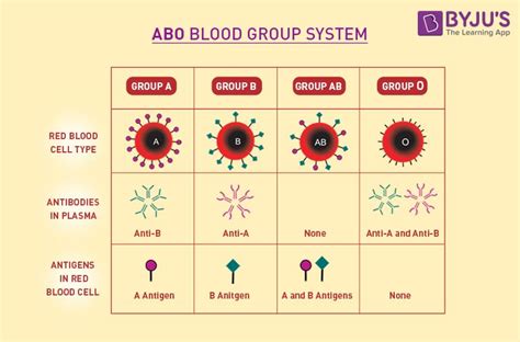 Blood Groups Class Twelve Biology