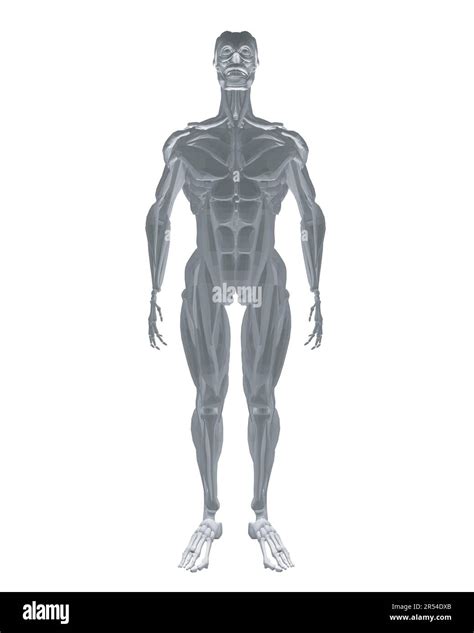 Anatomía Humana Modelo Del Sistema Muscular Del Cuerpo Masculino