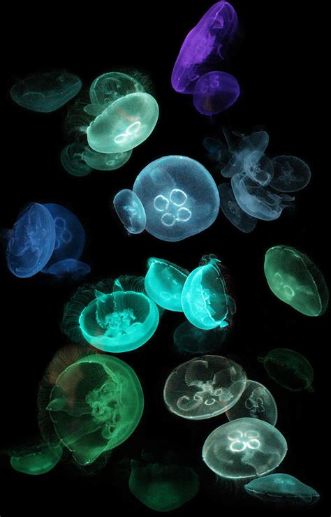 Luminous Jellyfish Photograph By Siene Browne Pixels