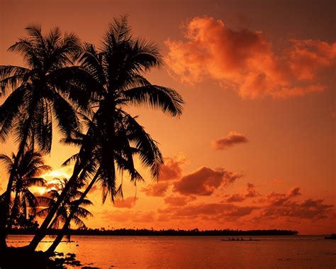 Red Sunset Beach Under Palm Trees Wallpaper 1280x1024