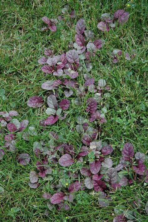 Ajuga Ground Cover Growing In Lawnroundup