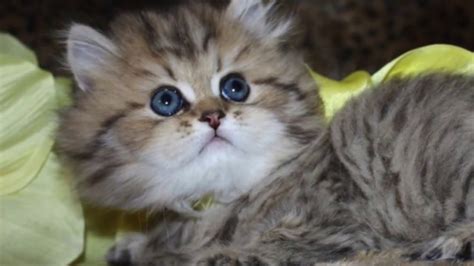 Watch A Persian Kitten Grow Golden Teacup Persian Kittens For Sale At