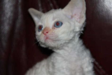 Devon Rex Kittens For Sale Adoption From Brantford Ontario