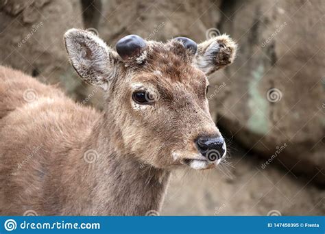 Close Up Portrait Of Sika Deer Cervus Nippon Stock Image Image Of