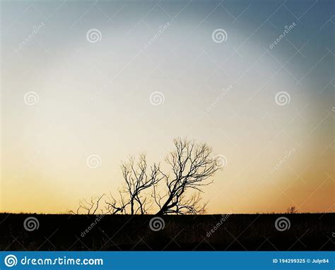 Silhouette Of Tree On The Sunset Sky Background Stock Image Image Of