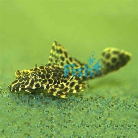 Spotted Sailfin Pleco 5cm Delivered To Your Door In Australia