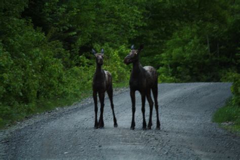 We Spotted 7 Moose Including A Bull And A Yearling And 2 Deer It Was