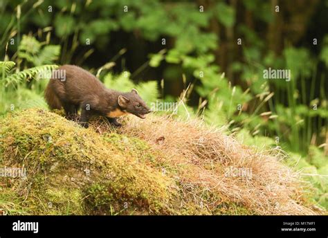 A Stunning Pine Marten Martes Martes Sitting On A Mossy Mound In The