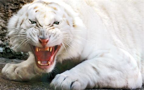 Angry White Tiger Growling Full Hd Desktop Wallpapers 1080p