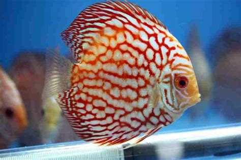 Red Map Discus Cichlid Lover