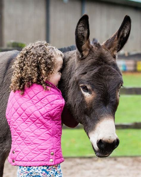 10 Interesting Donkey Facts To Celebrate Donkey Week Good News Shared