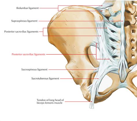 A ligament is the fibrous connective tissue that connects bones to other bones. Posterior Sacroiliac Ligament - Earth's Lab