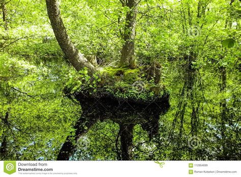 Mysterious Pond Stock Image Image Of Lake Island Forest 112954699