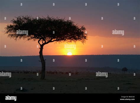 Silhouette Of Acacia Tree At Sunset Masai Mara Kenya Africa Stock