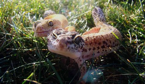 How To Sex A Leopard Gecko Things You Should Know