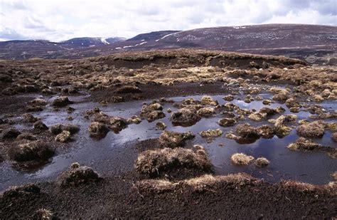 Blanket Bog Is A Type Of Peatland Found In Only A Few Parts Of The