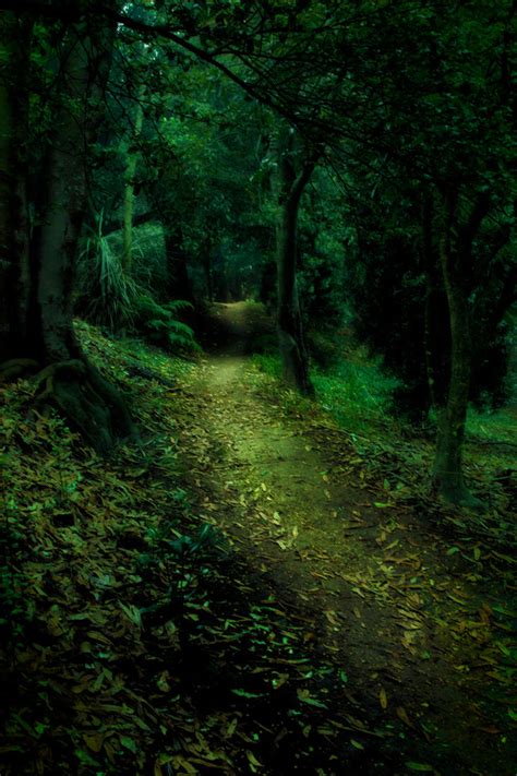 Enchanted Forest 4 By Cathleentarawhiti On Deviantart