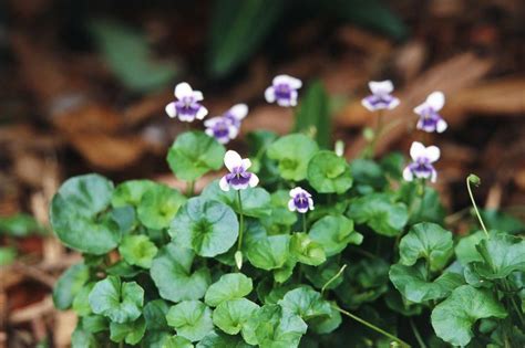 Jun 26, 2017 · the right foliage and flowers can transform a pool area into a lush, secluded backyard oasis. Lawn substitute and low maintenance: Australian Native ...