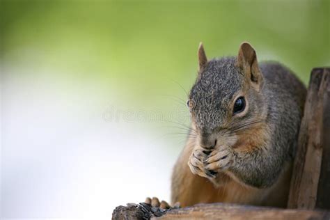 Squirrel Eating Stock Photo Image Of Nature Details Feeding 872872