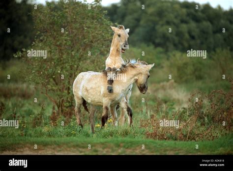 Konik Horse Two Foals On Meadow Stock Photo Alamy