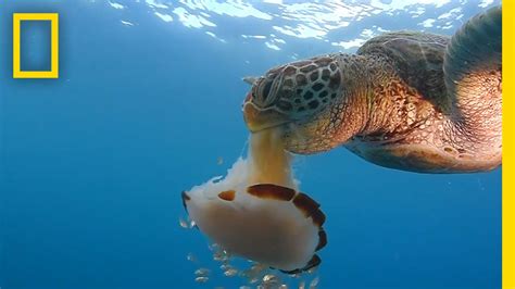 See A Sea Turtle Devour A Jellyfish Like Spaghetti National Geographic Youtube