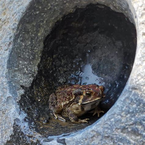 A Frog In A Hole Pixahive