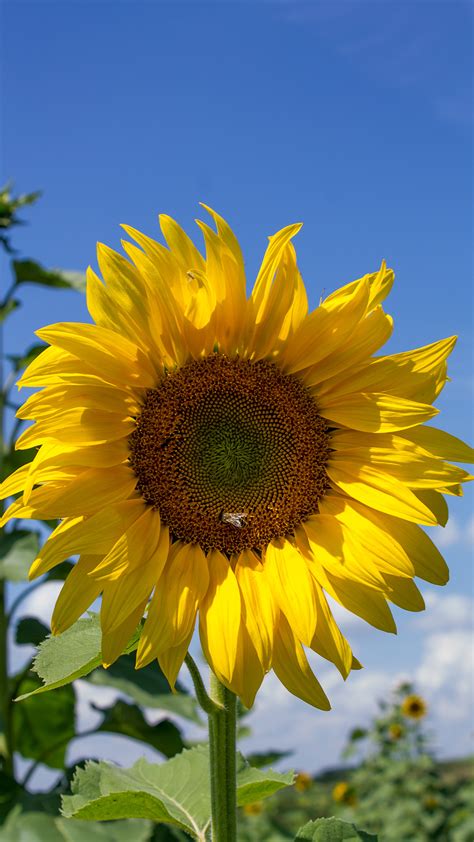 Only the best hd background if you're in search of the best sunflower wallpaper desktop, you've come to the right place. Download Sunflower Mobile Wallpaper Gallery