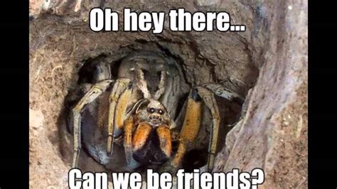 15 adorable spider memes to make us laugh the fear away
