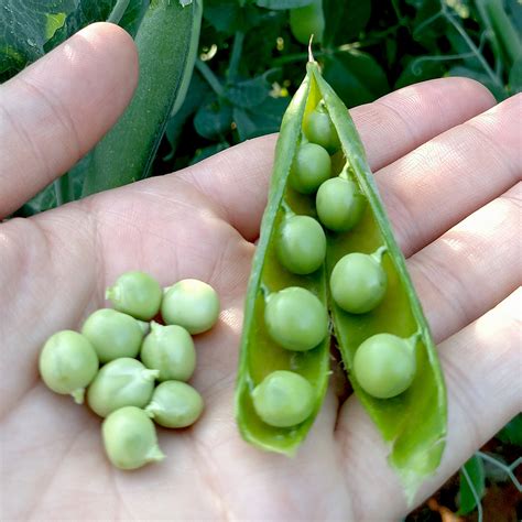The Different Types Of Peas Explained For Home Gardeners Sow True Seed