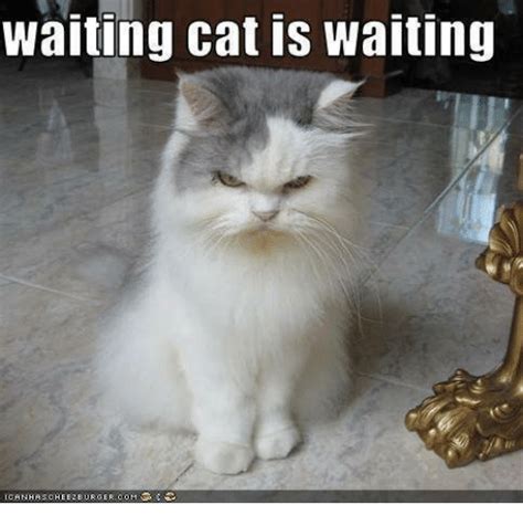 Waiting Cat Is Waiting Meme On Meme