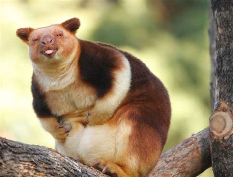 Turns Out Tree Kangaroos Exist And Its Impossible To Scroll Down This