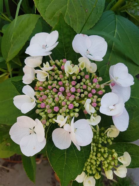 Libelle Lacecap Hydrangea White Hydrangeas Online
