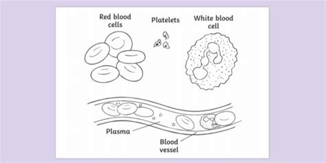 Free Blood Diagram With Text Colouring Sheet Colouring Sheets