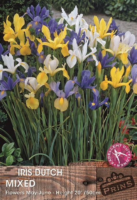 Dutch Iris Bulbs Mixed Wpc Prins Quality Spring Bulbs Pack 20 South Eastern Horticultural