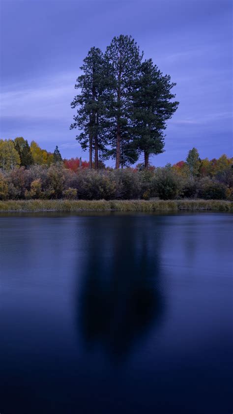 Download Wallpaper 1350x2400 Lake Water Trees Shore Landscape
