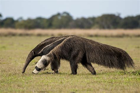 10 Animals That Live In Venezuela Worldatlas