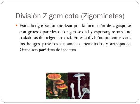 Ppt Reino Fungi Powerpoint Presentation Id5366893