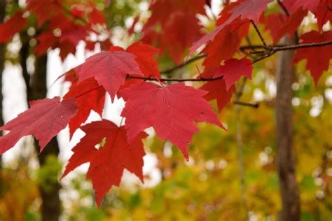Ontario Native Maple Trees Carroll Property Services