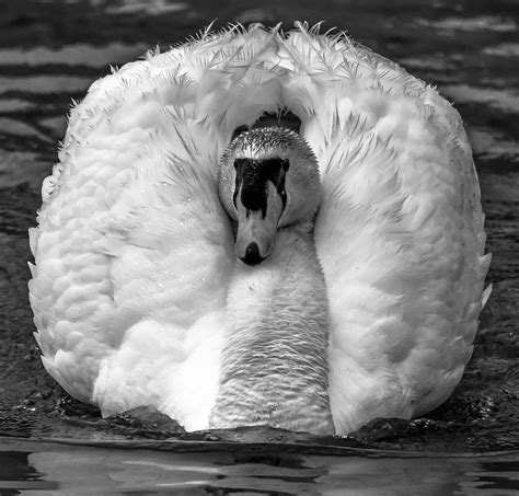 Mute Swan Photograph By Brian Stevens Fine Art America