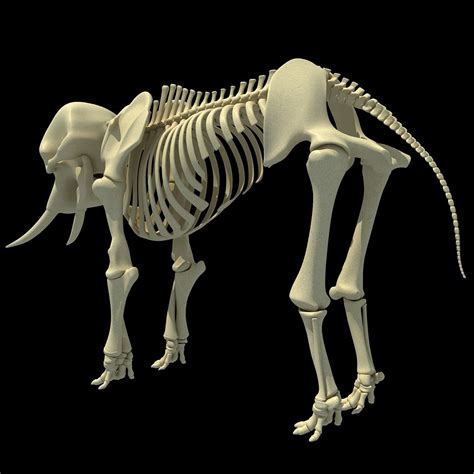 Animal Skeletons African Elephant Skeleton 3d Horse