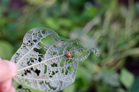 Maybe you would like to learn more about one of these? Mexican Bean Beetle: 8 Ways to Organically Control Them ...