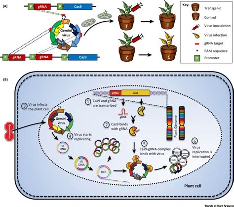 Engineering Plants For Geminivirus Resistance With Crisprcas9 System