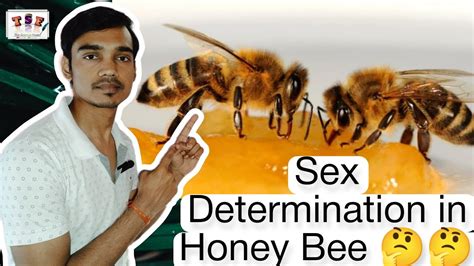 Sex Determination Of Honey Bee How Does Honey Bee Reproduce Tsf