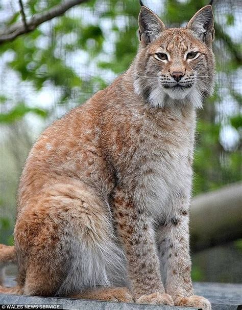 Lynx Cat Pet Uk Cat Meme Stock Pictures And Photos