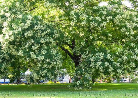 Styphnolobium Japonicum Sophora Japonica Japanese Pagoda Tree My Xxx