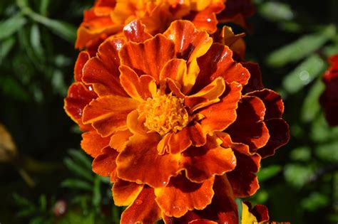 Marigold Flowers Plant Free Photo On Pixabay Pixabay
