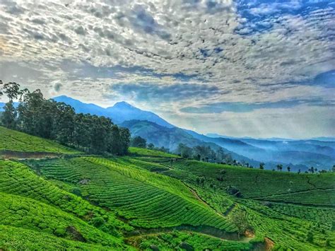 Munnar Mountains And Mist Tripoto